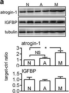 Detection of Mouse IGFBP-3 by Western Blot