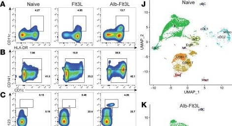Detection of Flt-3 Ligand/FLT3L by Flow Cytometry