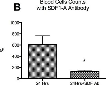 Detection of Mouse CXCL12/SDF-1 by In vivo assay