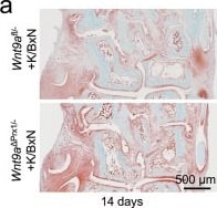 Detection of Wnt-9a by Immunohistochemistry