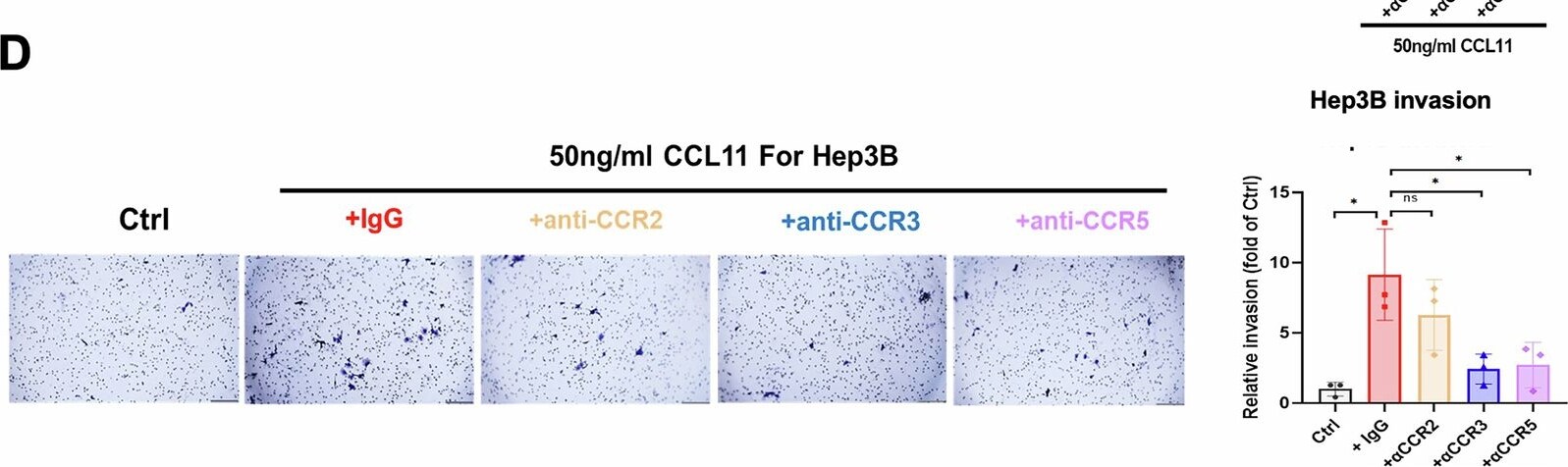 Detection of CCL11/Eotaxin by Immunohistochemistry