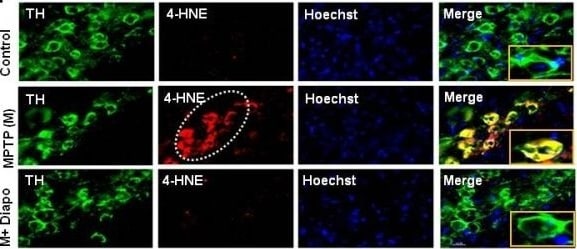 Detection of Mouse 4-Hydroxynonenal by Immunocytochemistry/Immunofluorescence