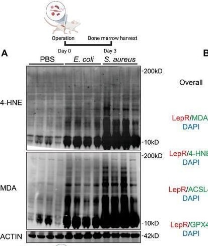 Detection of 4-Hydroxynonenal by Western Blot