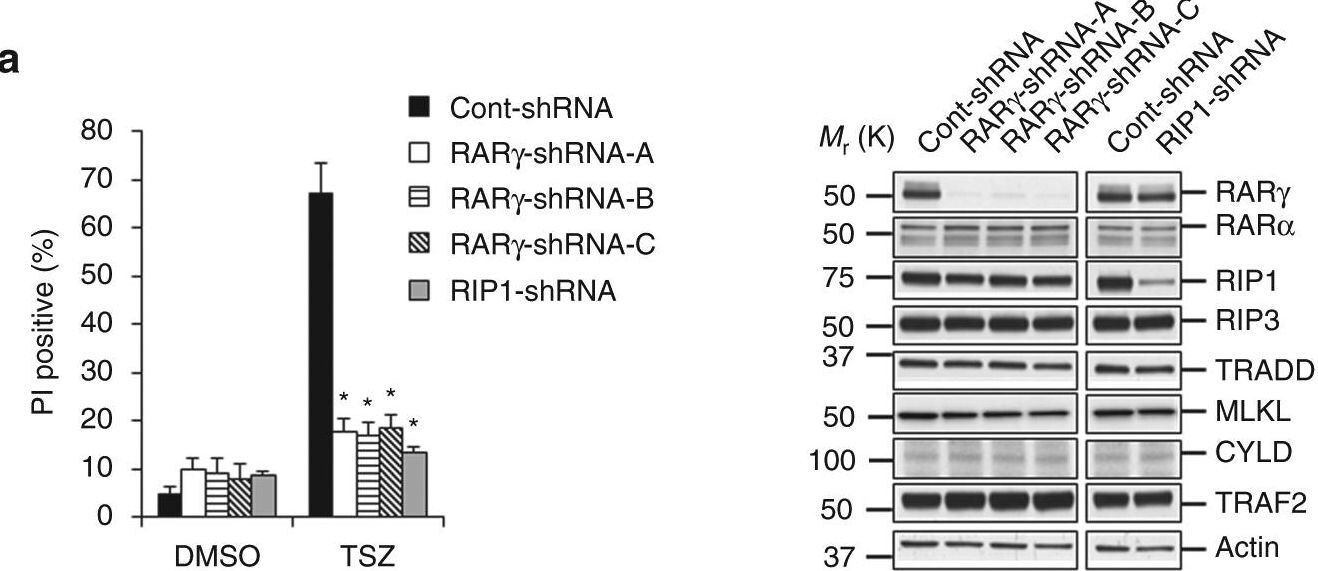 Detection of TRAF-2 by Western Blot