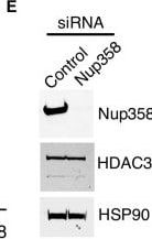 Detection of HSP90 by Western Blot