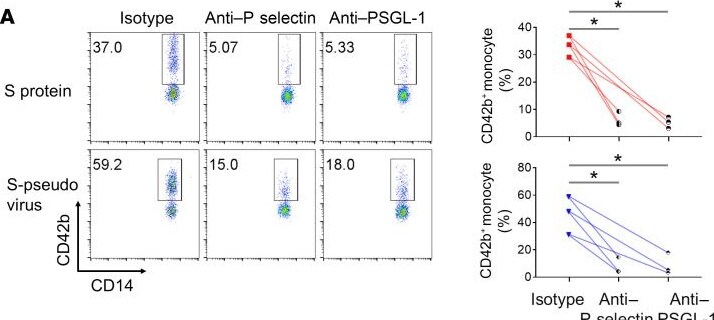 Detection of PSGL-1/CD162 by Flow Cytometry
