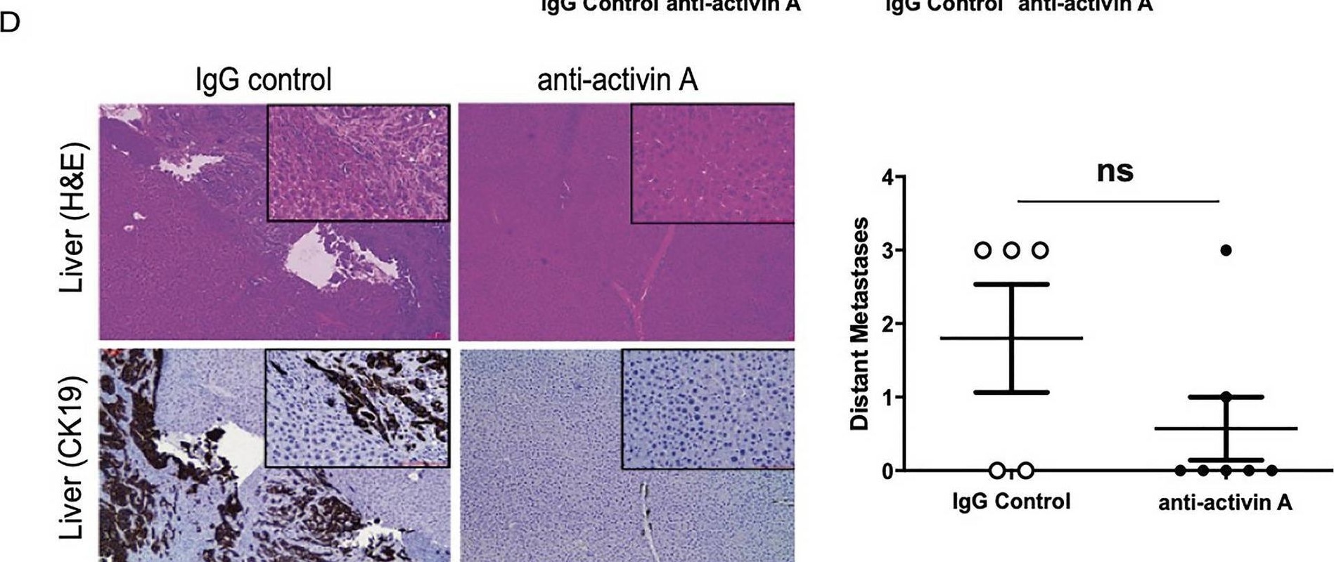 Detection of Activin A  beta A subunit by Immunohistochemistry