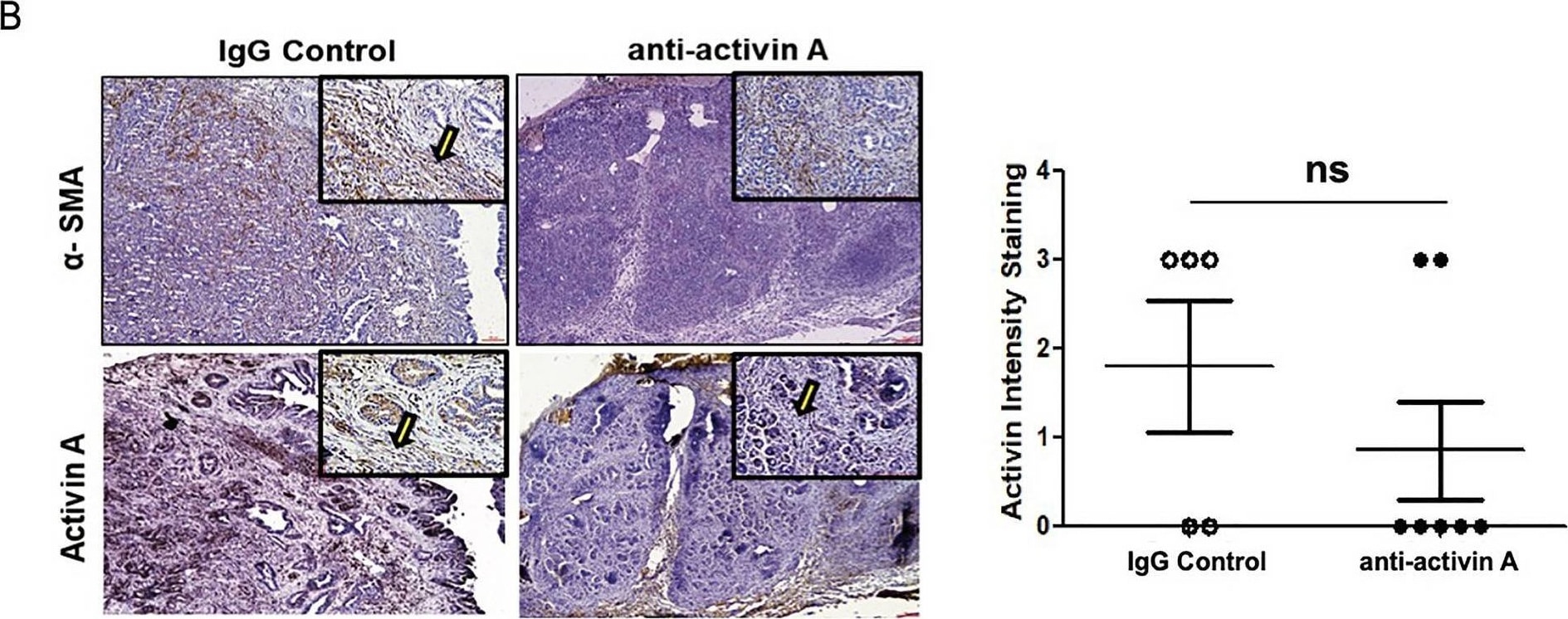 Detection of Activin A  beta A subunit by Immunohistochemistry