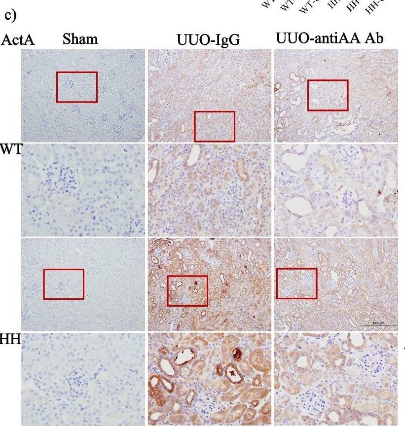 Detection of Activin A  beta A subunit by Immunohistochemistry