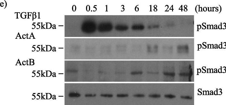 Detection of Activin A  beta A subunit by Western Blot
