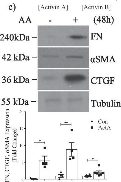 Detection of Activin A  beta A subunit by Western Blot