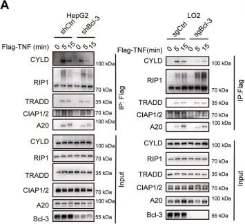 Detection of cIAP (pan) by Western Blot