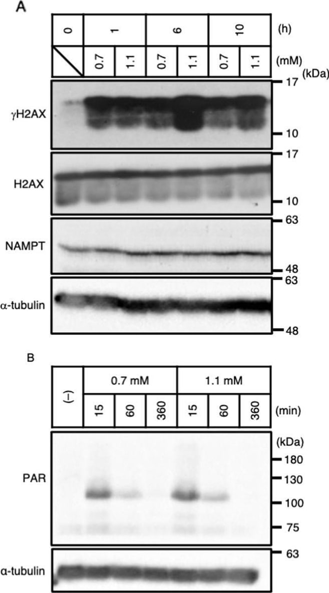 Detection of Histone H2AX by Western Blot