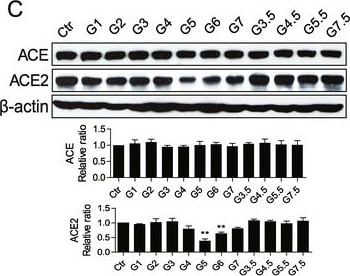 Detection of ACE-2 by Western Blot