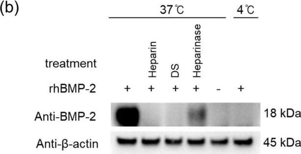 Detection of BMP-2 by Western Blot