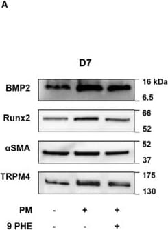 Detection of BMP-2 by Western Blot