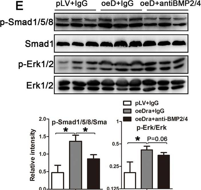 Detection of BMP-2/BMP-4 by Western Blot
