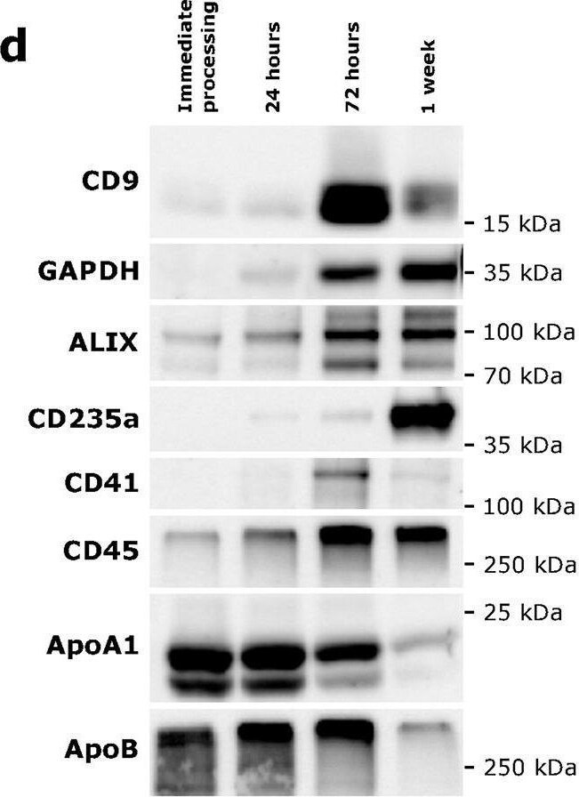 Detection of Apolipoprotein A-I/ApoA1 by Western Blot