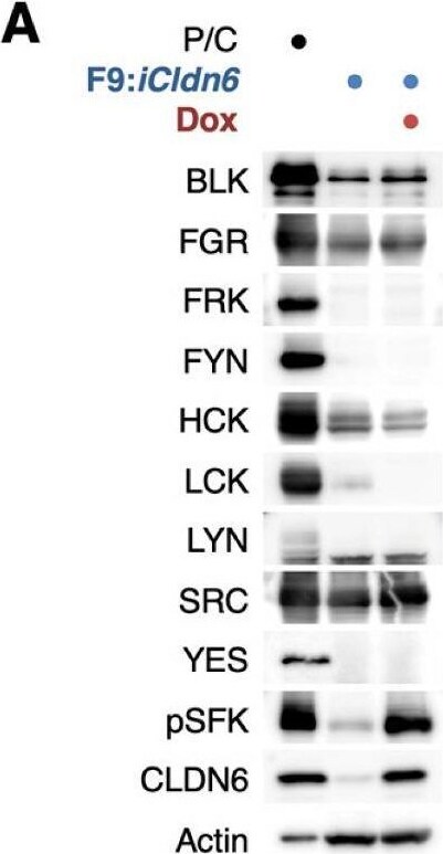 Detection of Frk by Western Blot