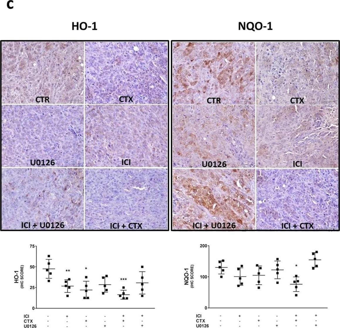 Detection of HO-1/HMOX1/HSP32 by Immunohistochemistry