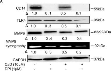 Detection of CD14 by Western Blot