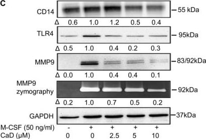 Detection of CD14 by Western Blot