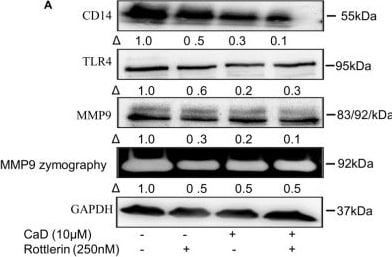 Detection of CD14 by Western Blot
