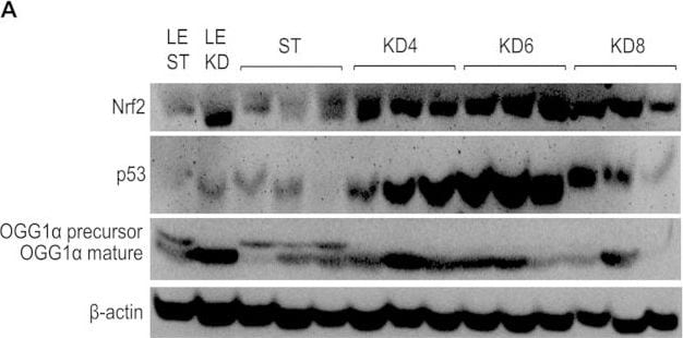 Detection of Rat Nrf2 by Western Blot