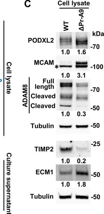 Detection of ECM1 by Western Blot