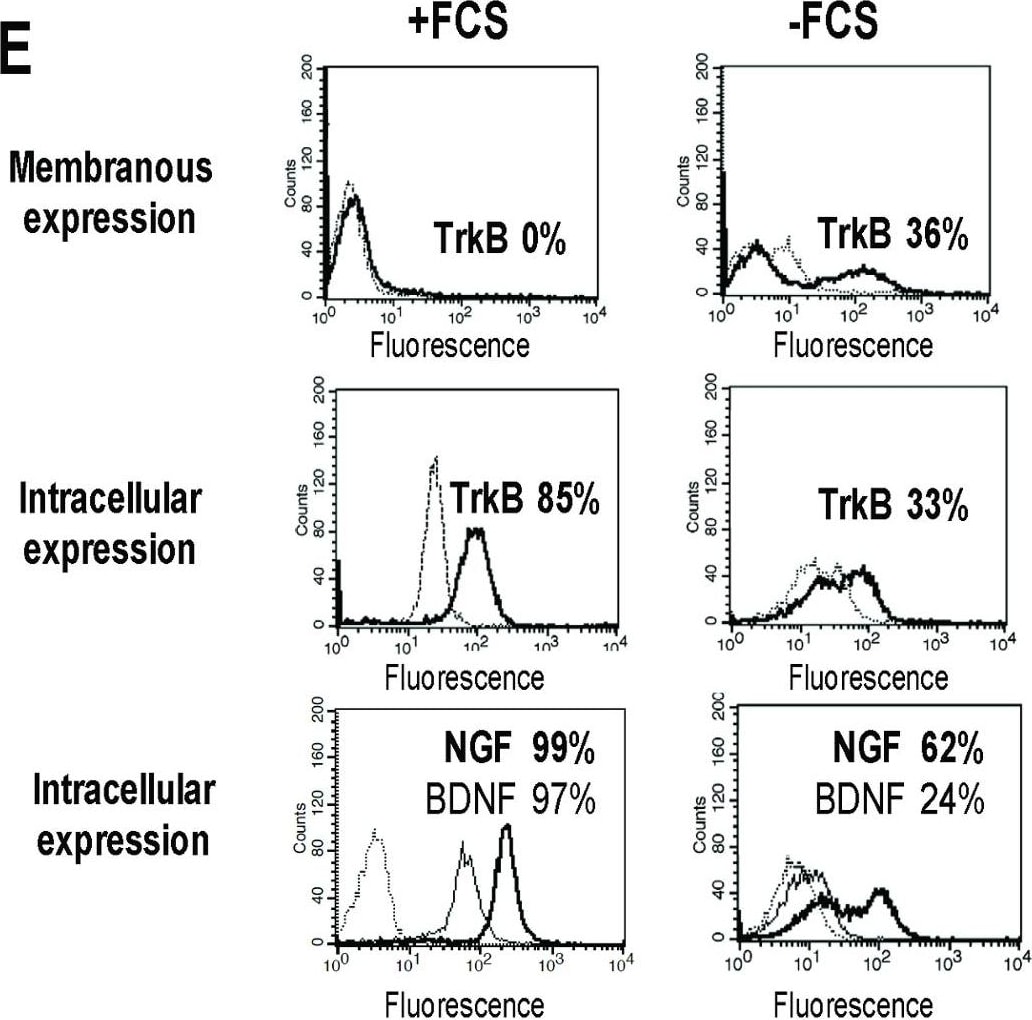 Detection of TrkB by Flow Cytometry