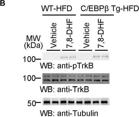 Detection of Mouse TrkB by Western Blot