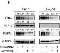 Detection of FRS2 by Western Blot
