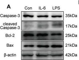 Detection of IL-6 by Western Blot