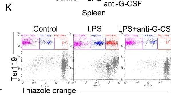 Detection of G-CSF by Flow Cytometry