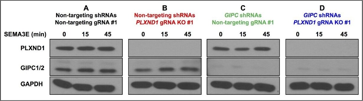 Detection of Zebrafish Plexin D1 by Western Blot