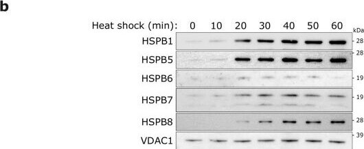 Detection of HSP20/HSPB6 by Western Blot