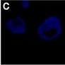 Detection of Human CXCR7/RDC-1 by Functional