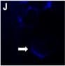 Detection of Human CXCR7/RDC-1 by Functional