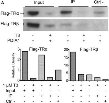 Detection of P4HB by Western Blot