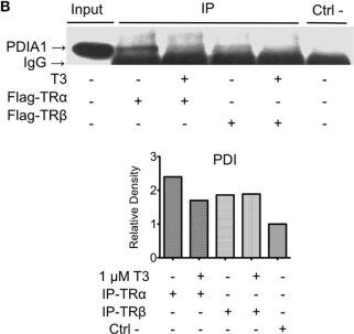Detection of P4HB by Western Blot