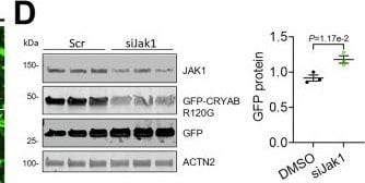Detection of Jak1 by Western Blot