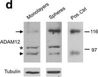 Detection of Human ADAM12 by Western Blot