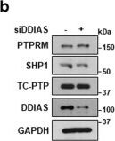 Detection of PTP mu/PTPRM by Western Blot