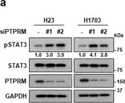 Detection of PTP mu/PTPRM by Western Blot