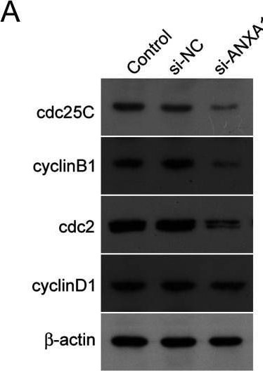 Detection of CDC25C by Western Blot