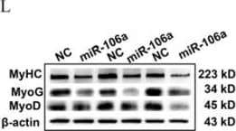 Detection of Mouse Myosin Heavy Chain by Western Blot