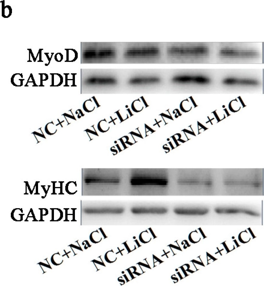 Detection of Mouse Myosin Heavy Chain by Western Blot