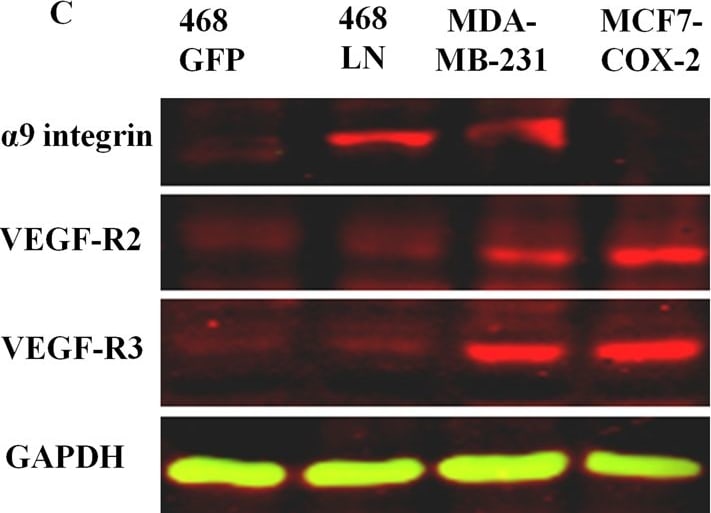 Detection of Human Integrin alpha 9 by Western Blot
