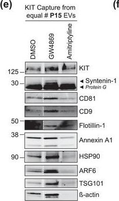 Detection of Human CD81 by Western Blot