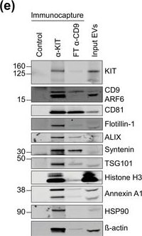 Detection of Human CD81 by Western Blot